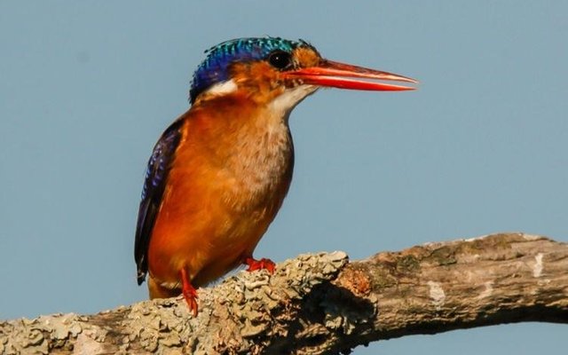 Klublid Roelof Diener se kleurvolle voël
